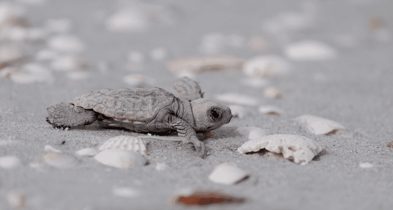 Resilient Hatchlings
