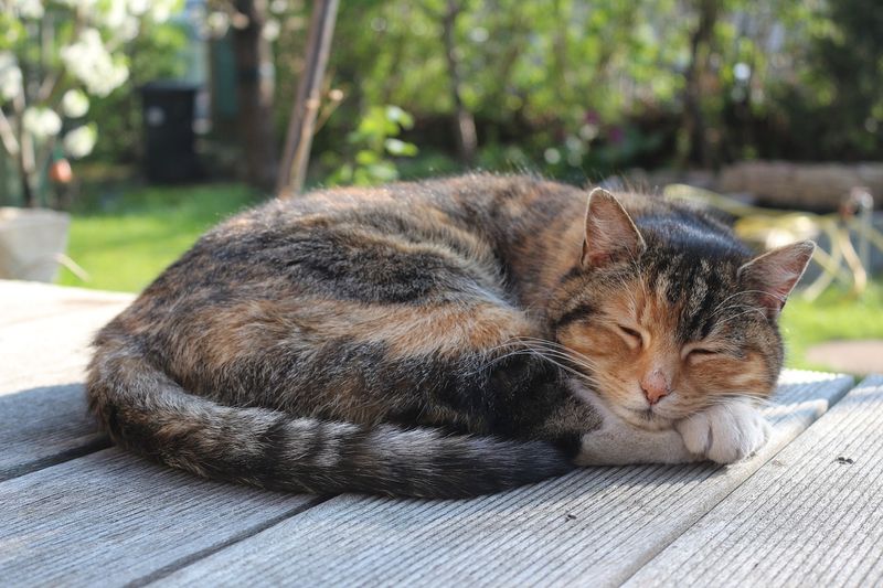 Resting on Favorite Spot