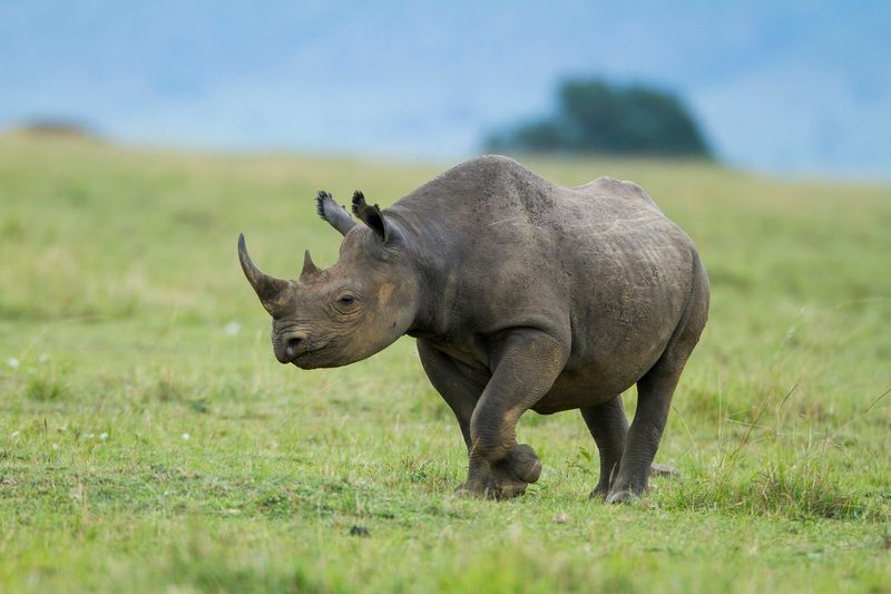 Rhino