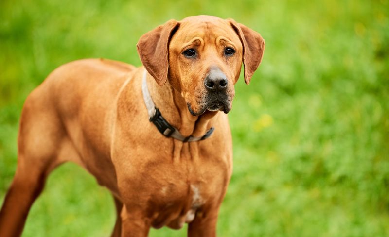 Rhodesian Ridgeback