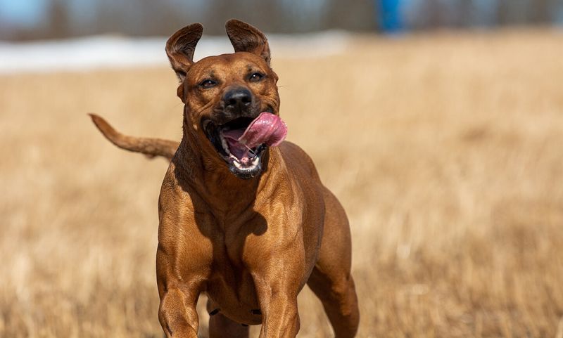 Rhodesian Ridgeback