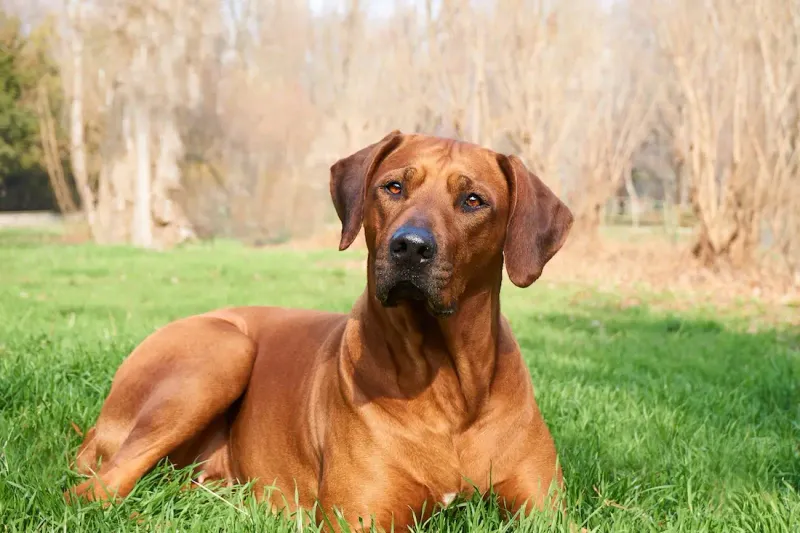 Rhodesian Ridgeback