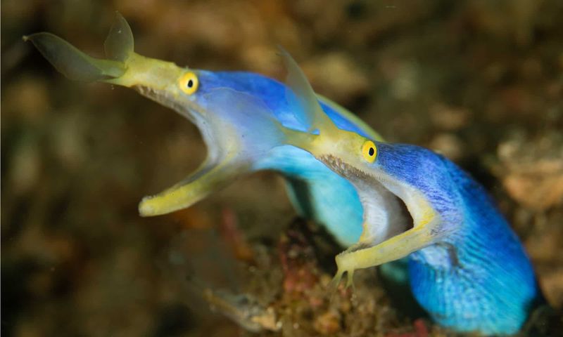 Ribbon Eel