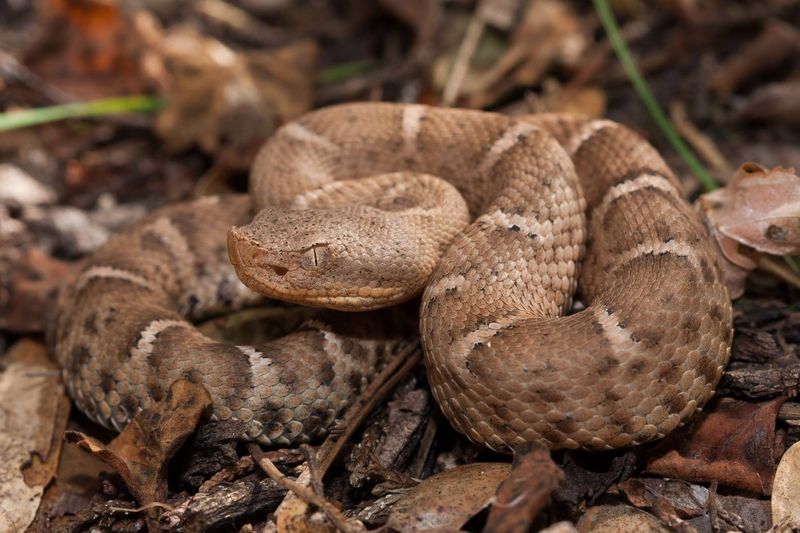 Ridge-nosed Rattlesnake