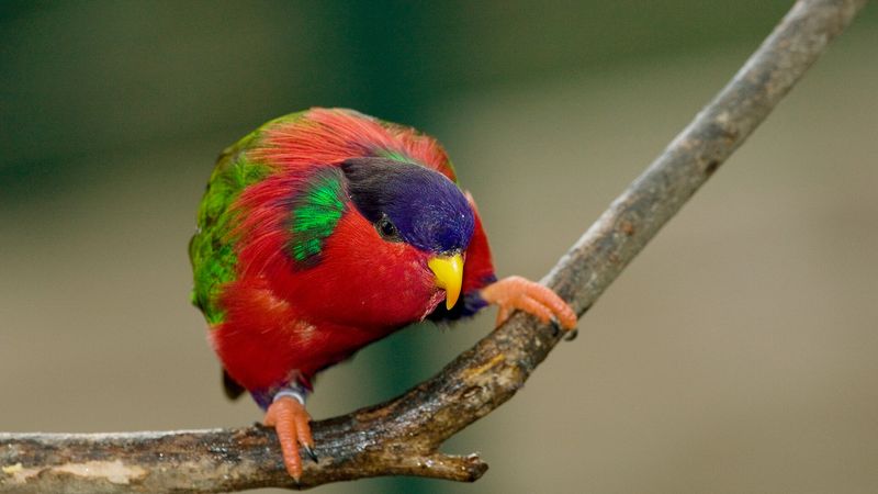 Rimatara Lorikeet