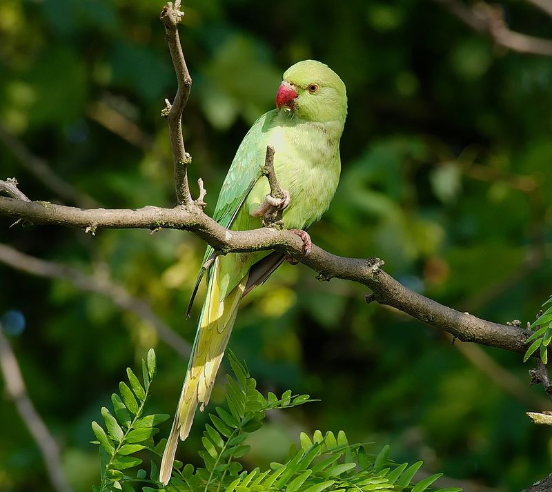 Ringneck Parakeet