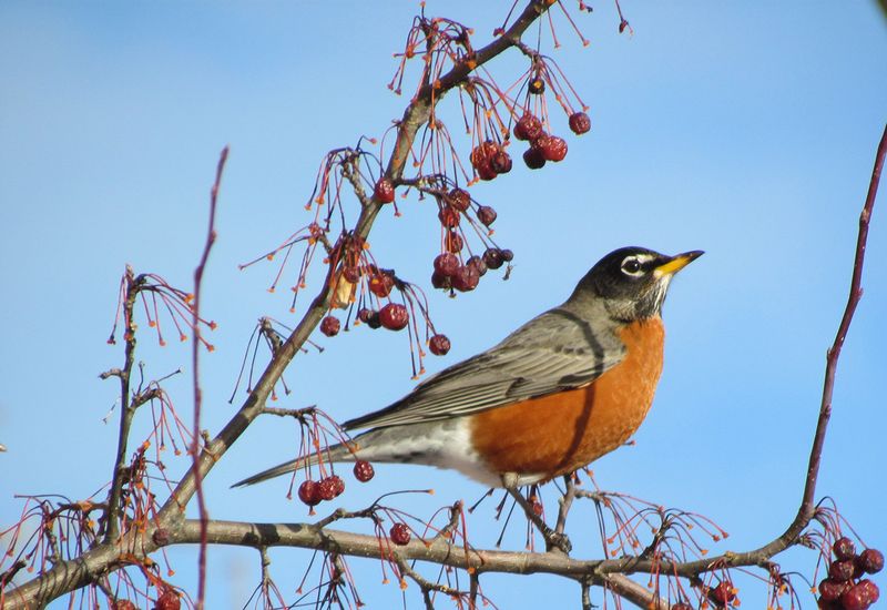 Robins