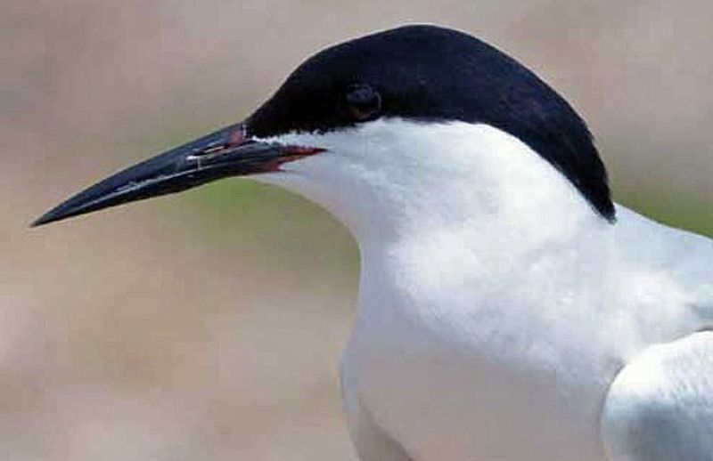 Roseate Tern