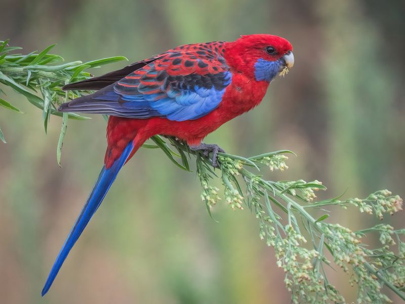 Rosella Parakeet