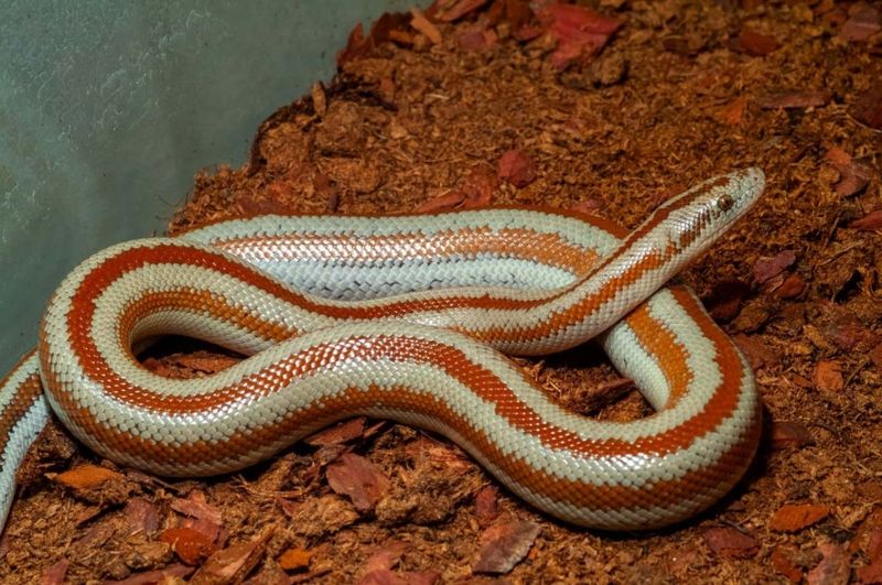 Rosy Boa