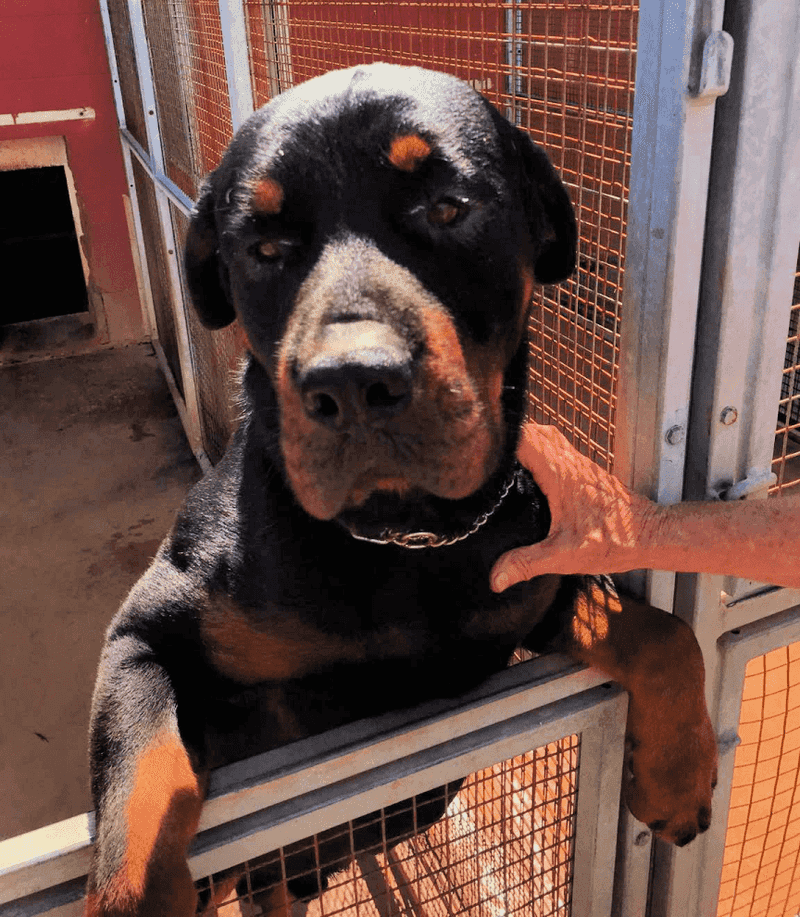 Rottweiler