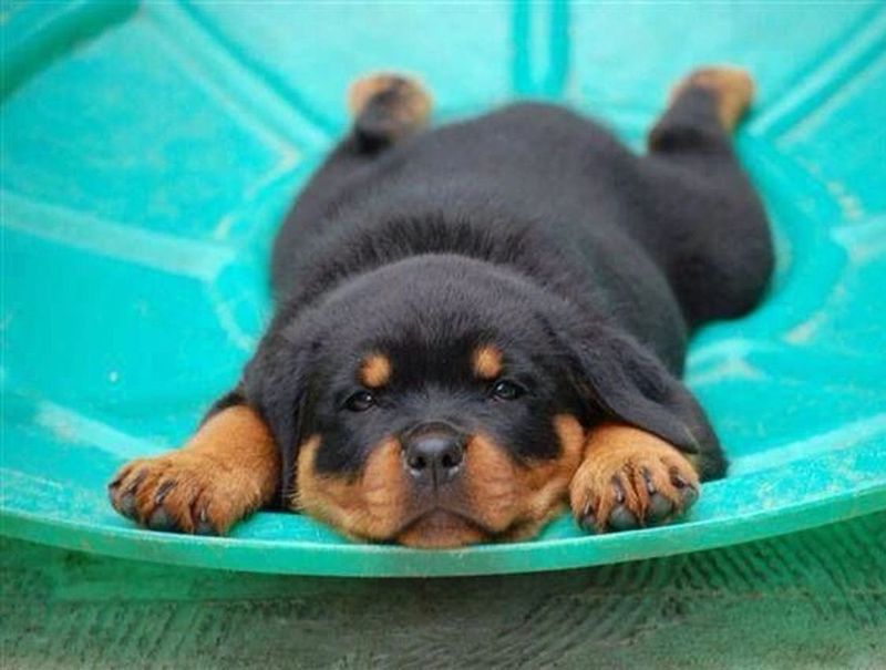 Rottweiler