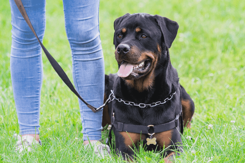 Rottweiler