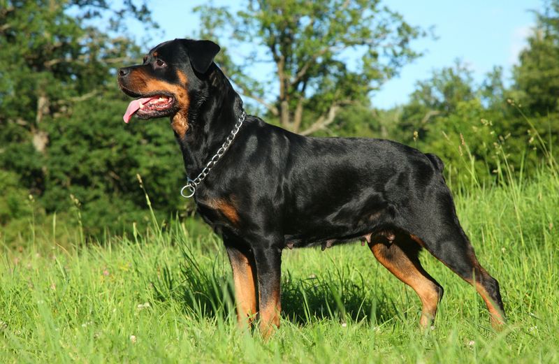 Rottweiler