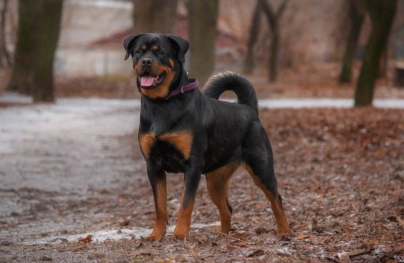 Rottweiler