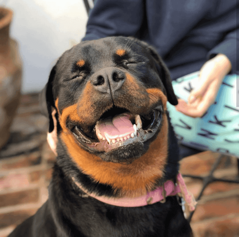 Rottweiler