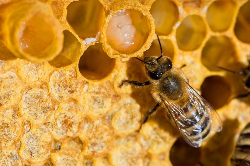 Royal Jelly Nutrition
