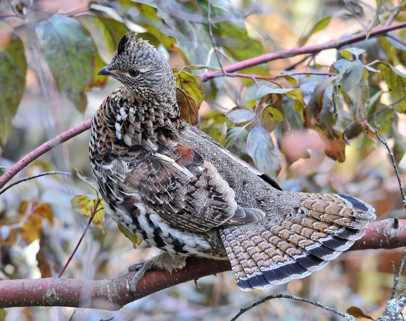 Ruffed Grouse