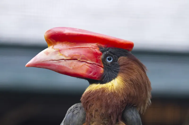 Rufous-headed Hornbill