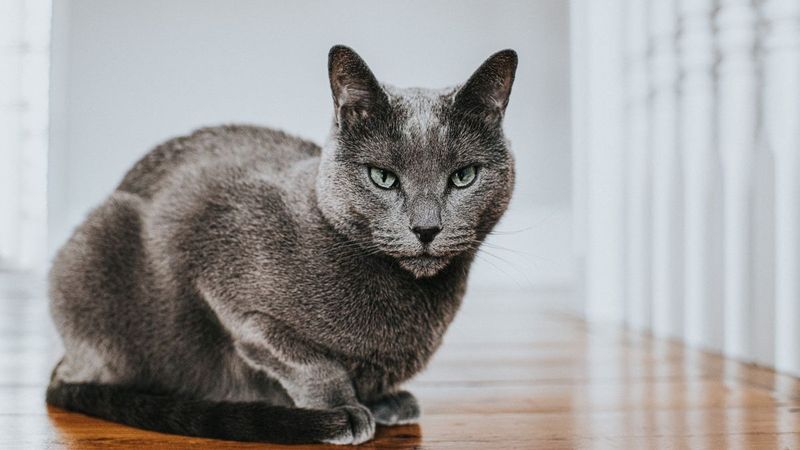 Russian Blue