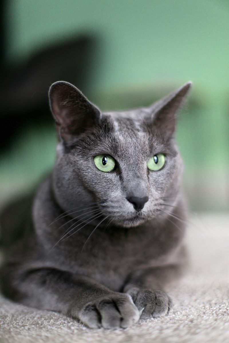 Russian Blue