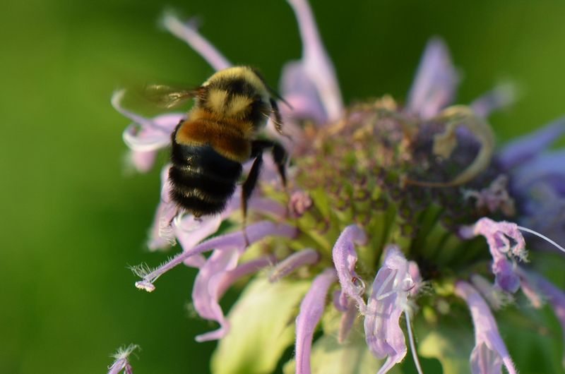 Rusty Patched Bumblebee