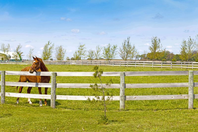 Safe Fencing