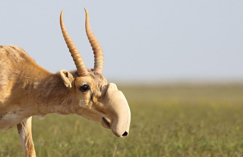 Saiga Antelope