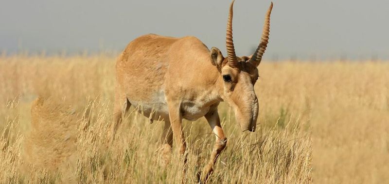 Saiga Antelope