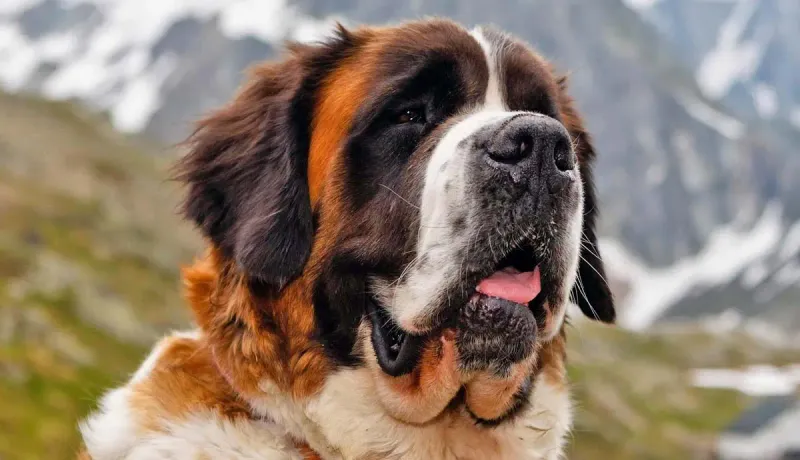 Saint Bernard