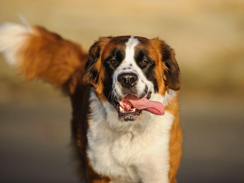 Saint Bernard