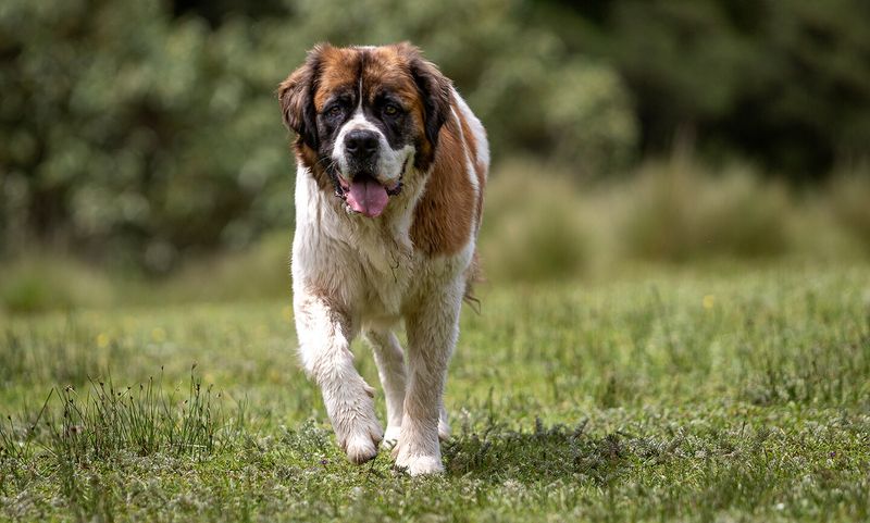 Saint Bernard