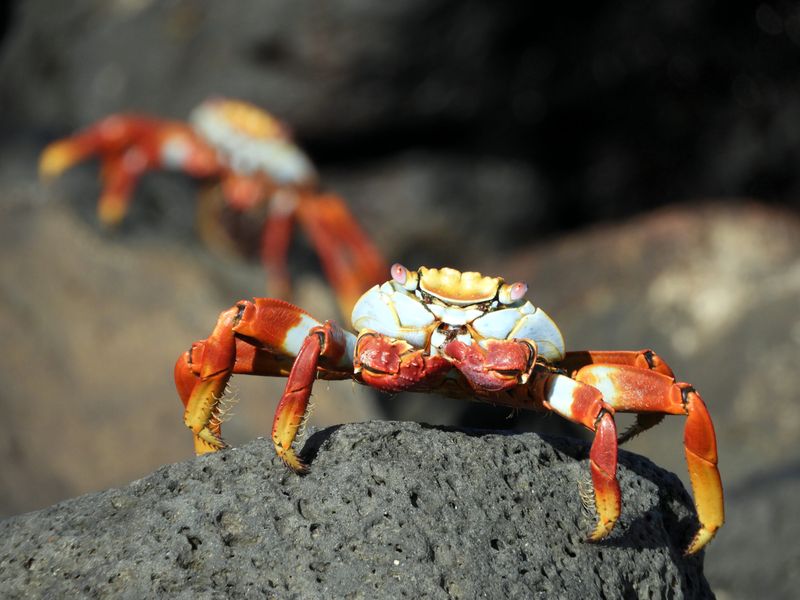 Sally Lightfoot Crab