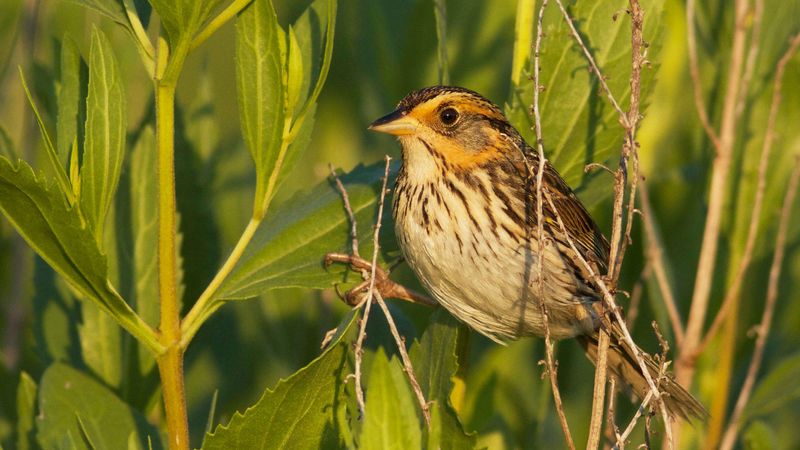 Saltmarsh Sparrow