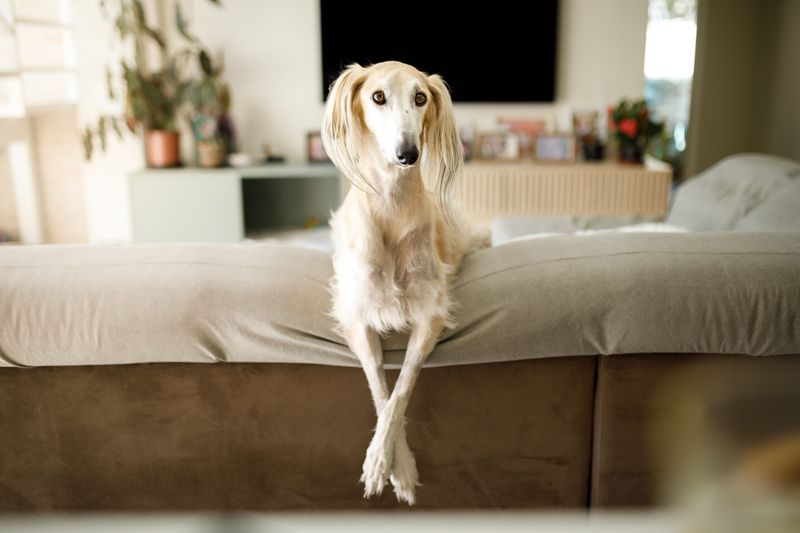 Saluki