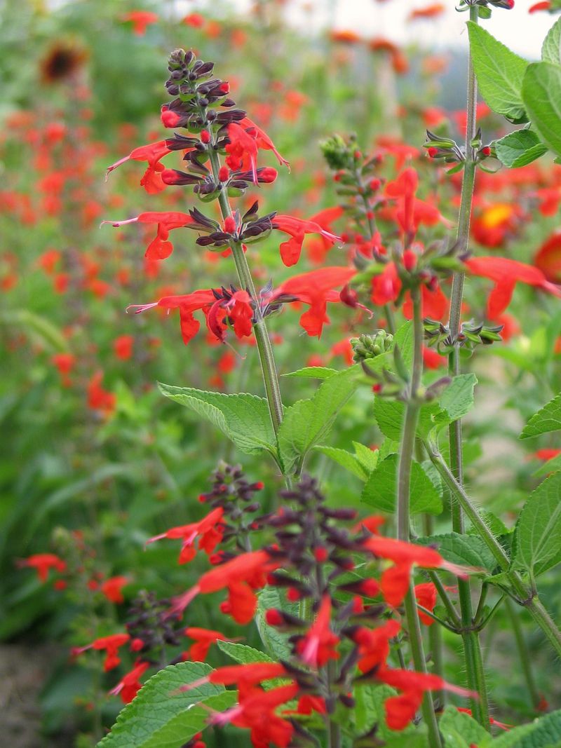 Salvia