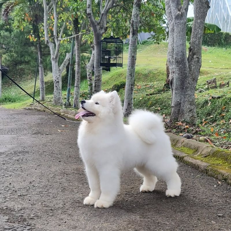 Samoyed