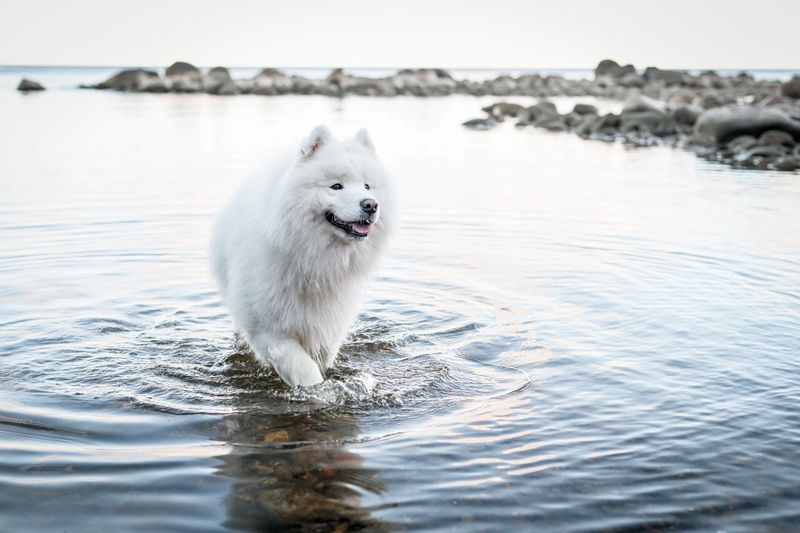 Samoyed