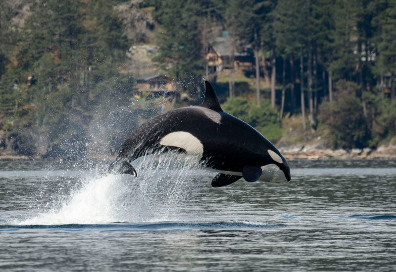 San Juan Islands, Washington