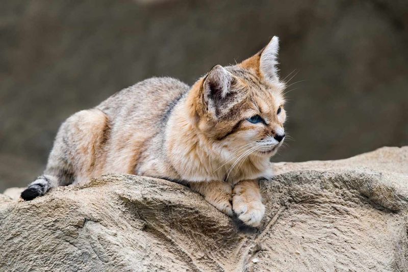 23 Lesser-known Wild Cats That You Might Mistake for Domestic Cats ...