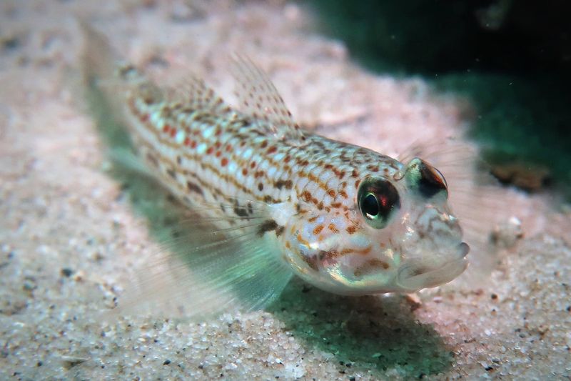 Sand Goby Fish