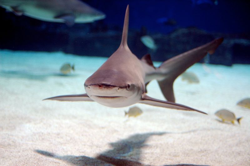 Sandbar Shark