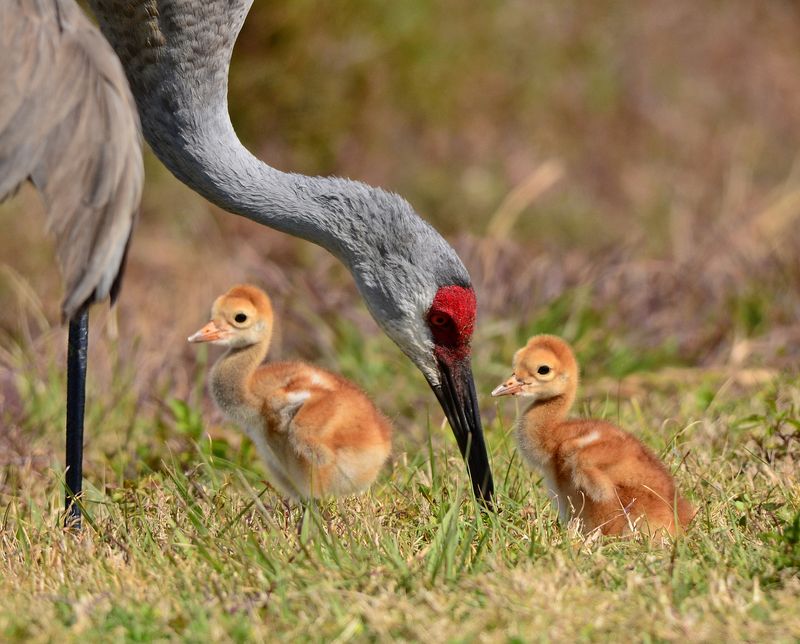 Sandhill Cranes