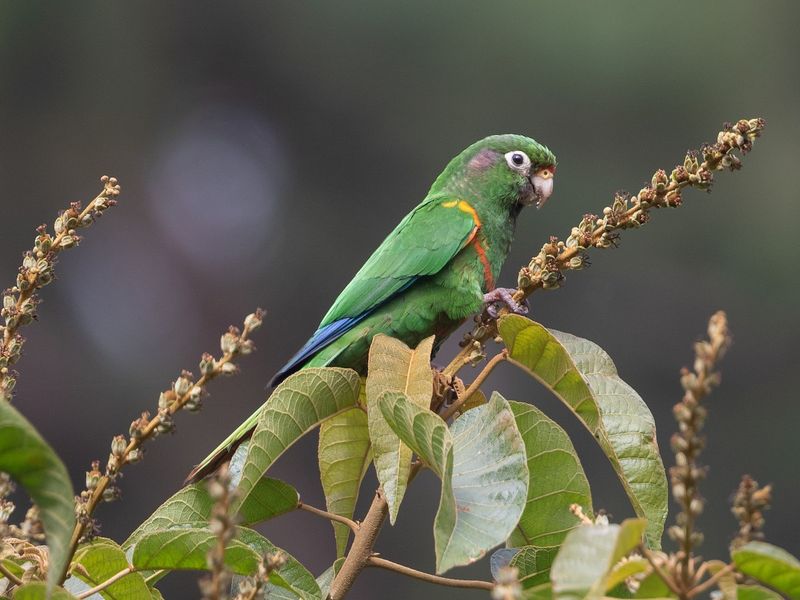 Santa Marta Parakeet