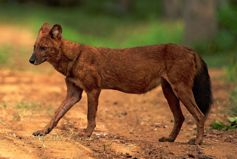 Sardinian Dhole