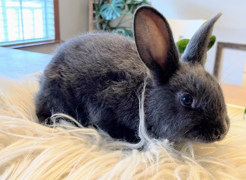 Satin Rabbit