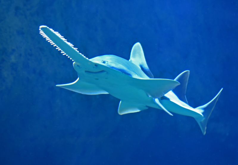 Sawfish