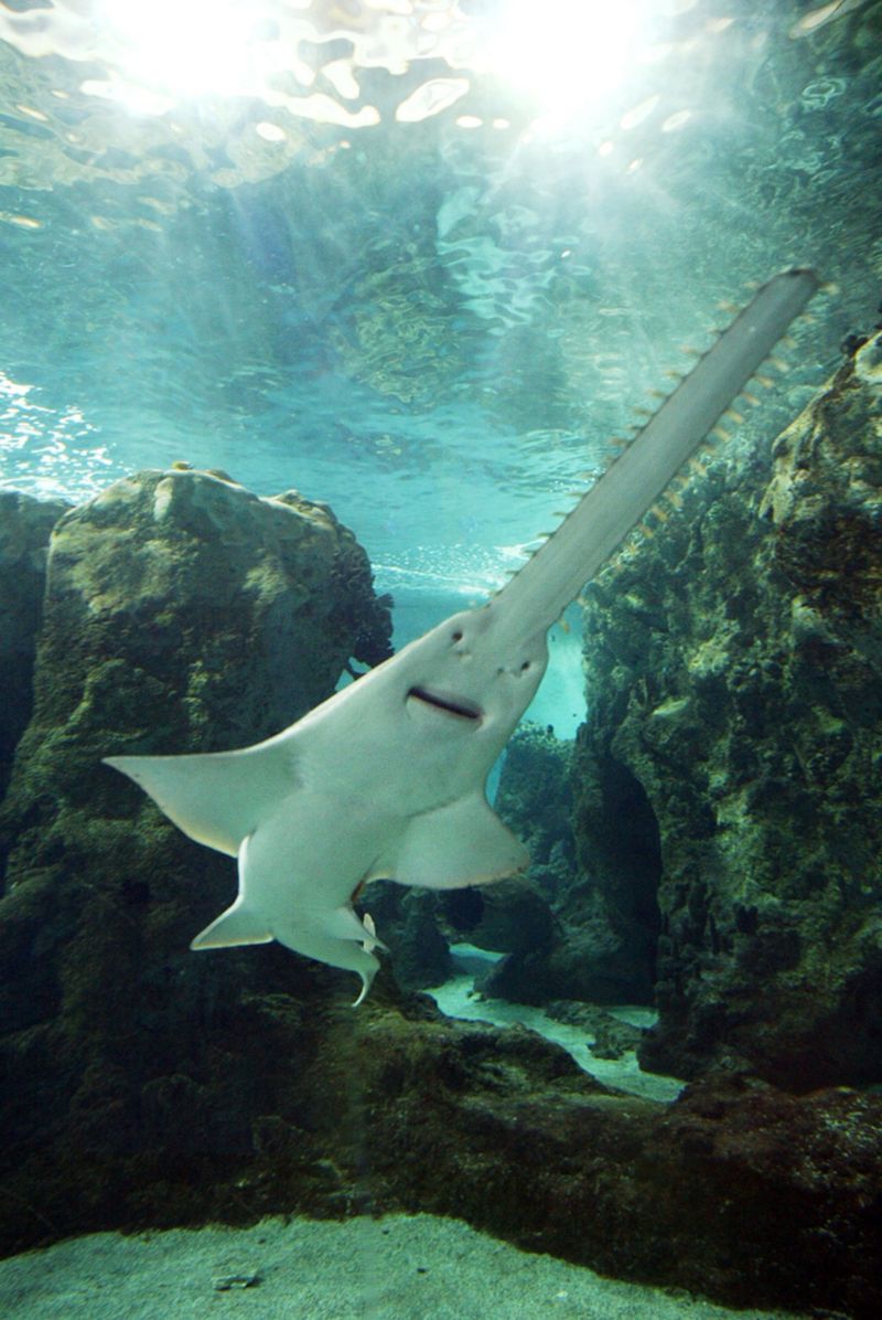 Sawfish