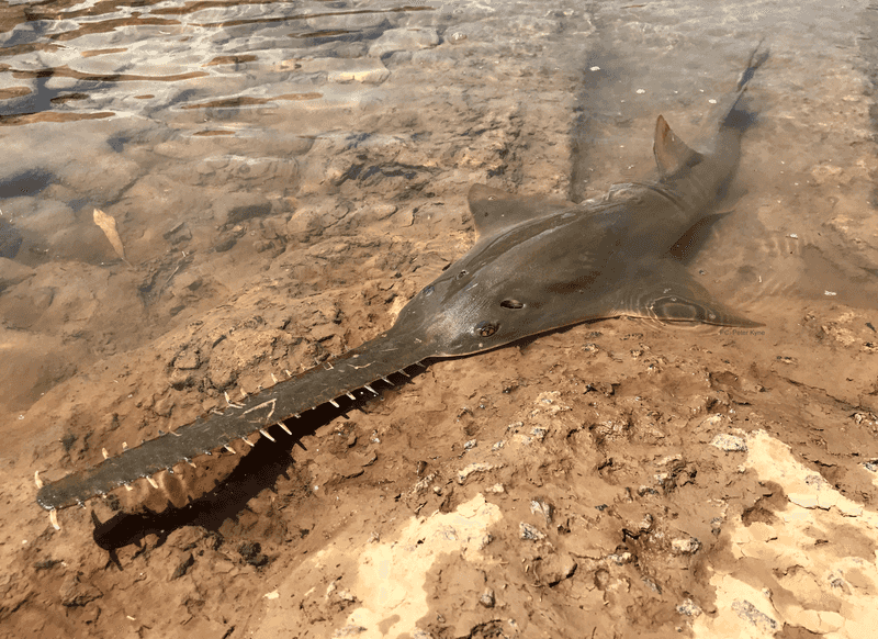 Sawfish