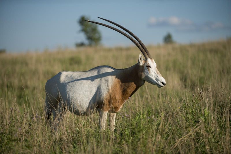 Scimitar Oryx